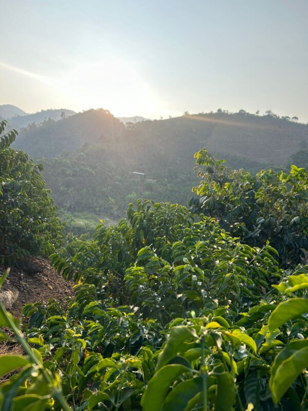 Finca Perú