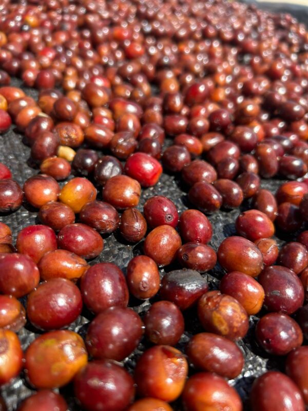 Grano Perú Geisha Natural